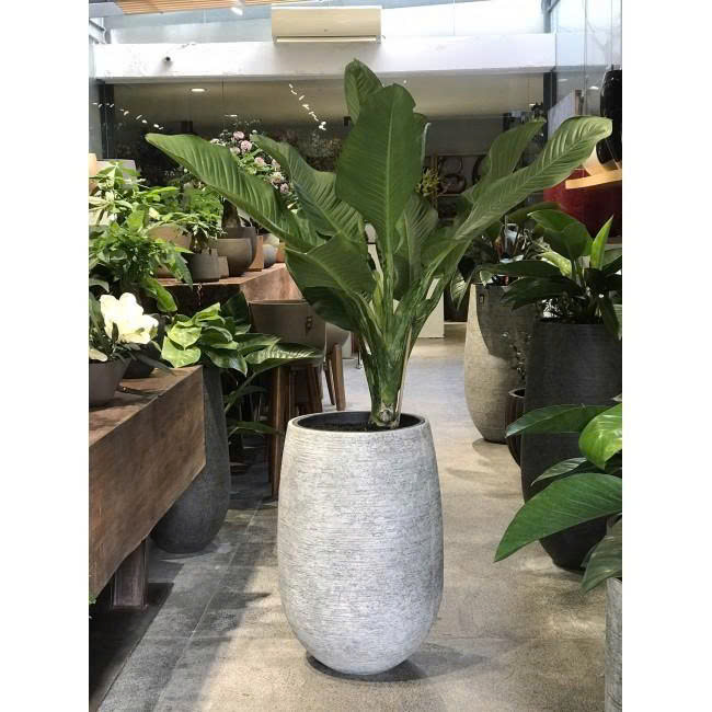 Chậu Ficonstone MS 08-3722
