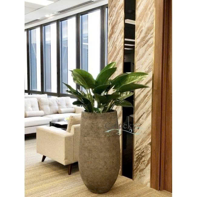 Chậu Ficonstone MS 08-3720