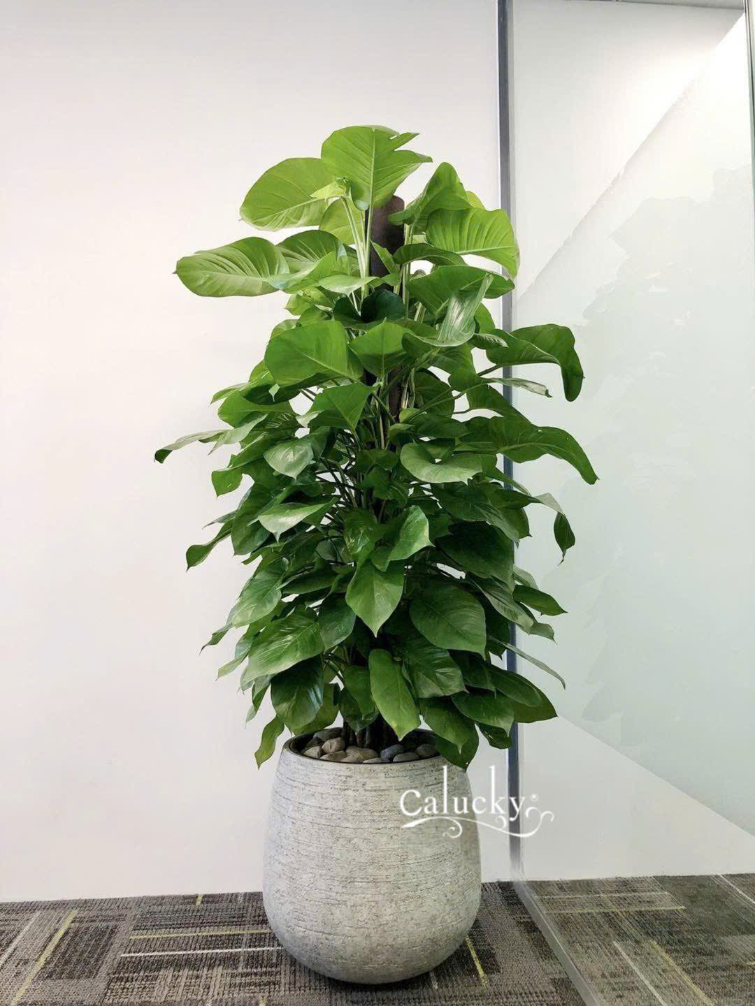 Chậu Ficonstone MS 08-3723