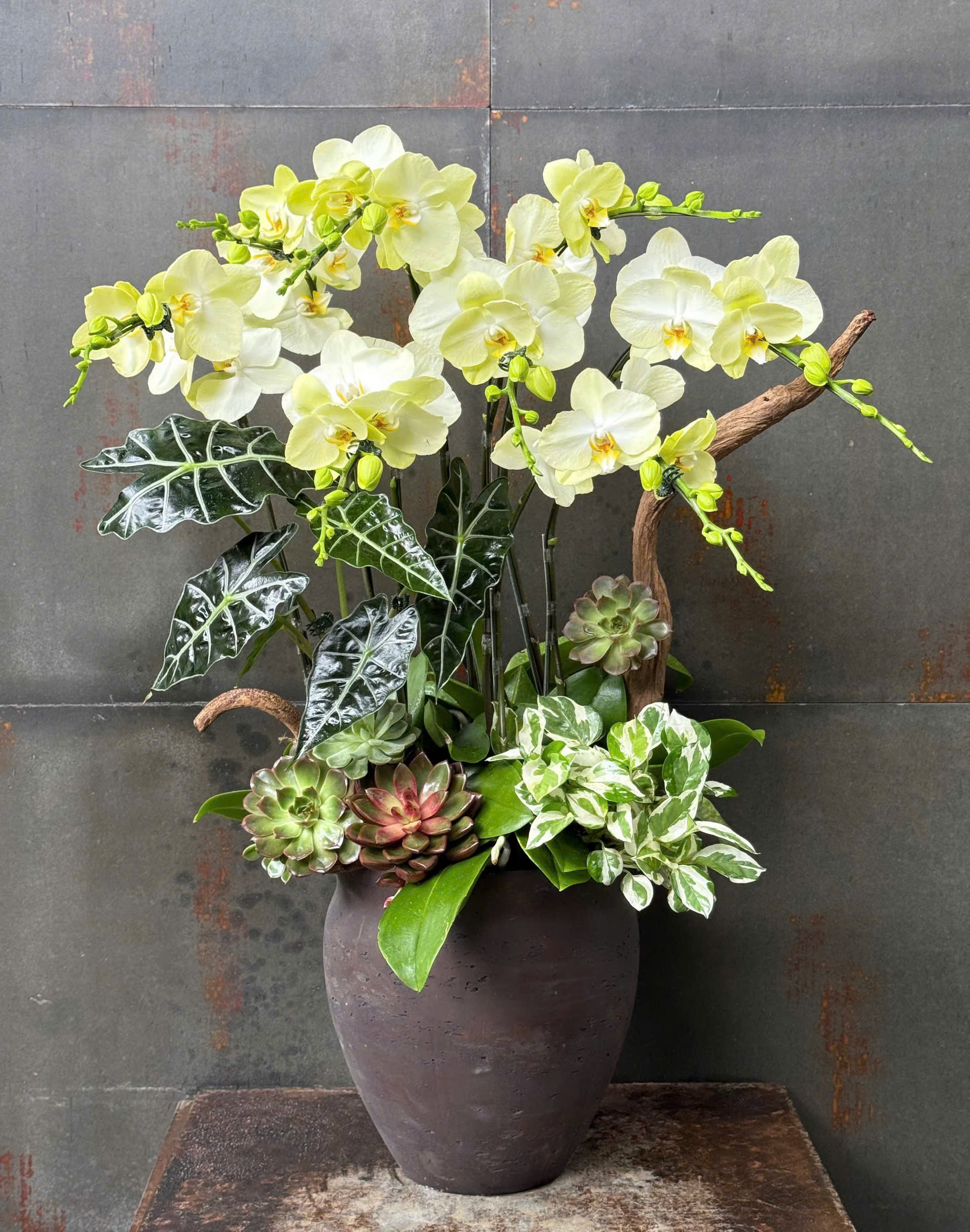 CHẬU LAN HỒ ĐIỆP XANH