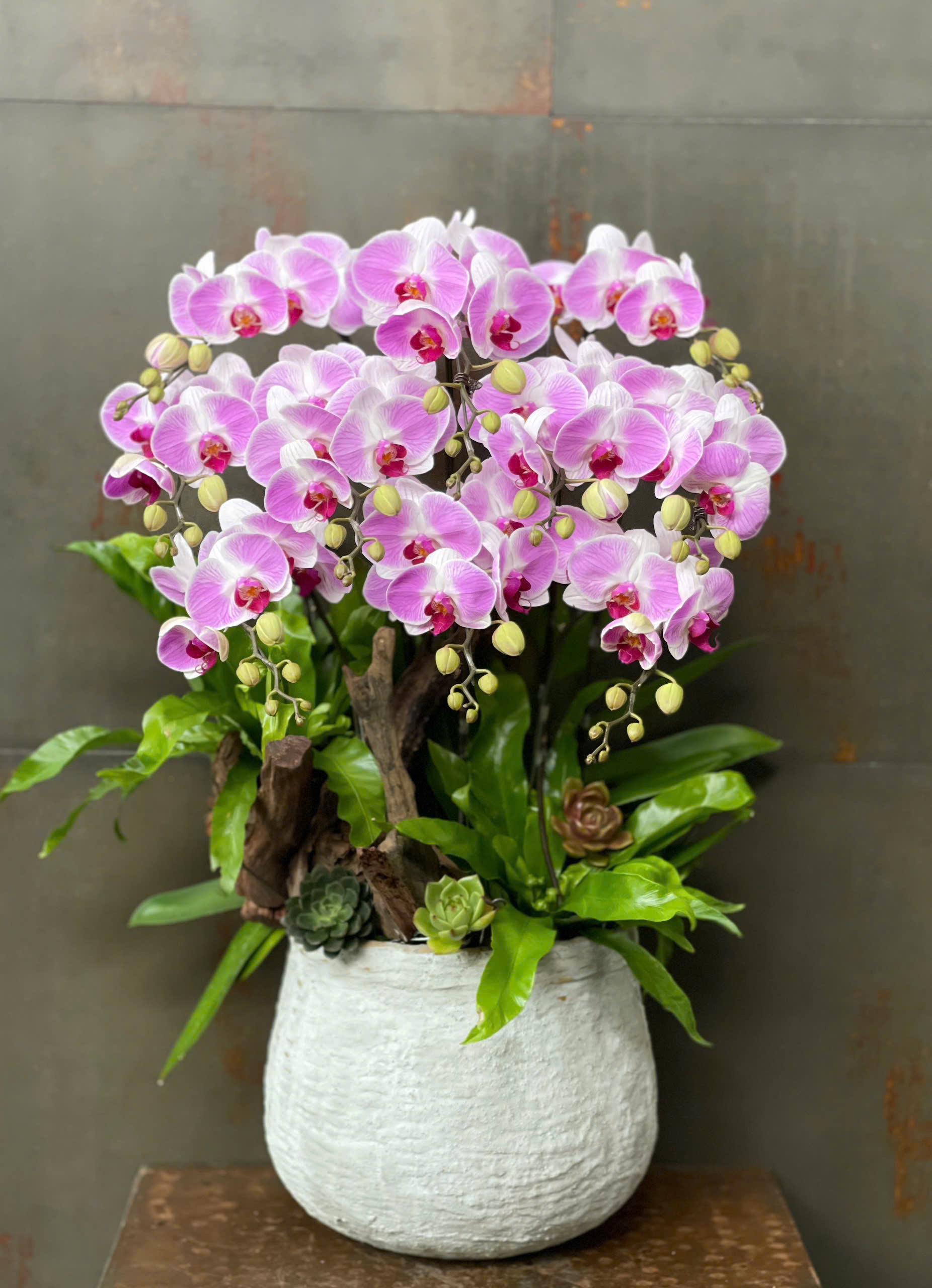 CHẬU LAN HỒ ĐIỆP HỒNG TRẮNG