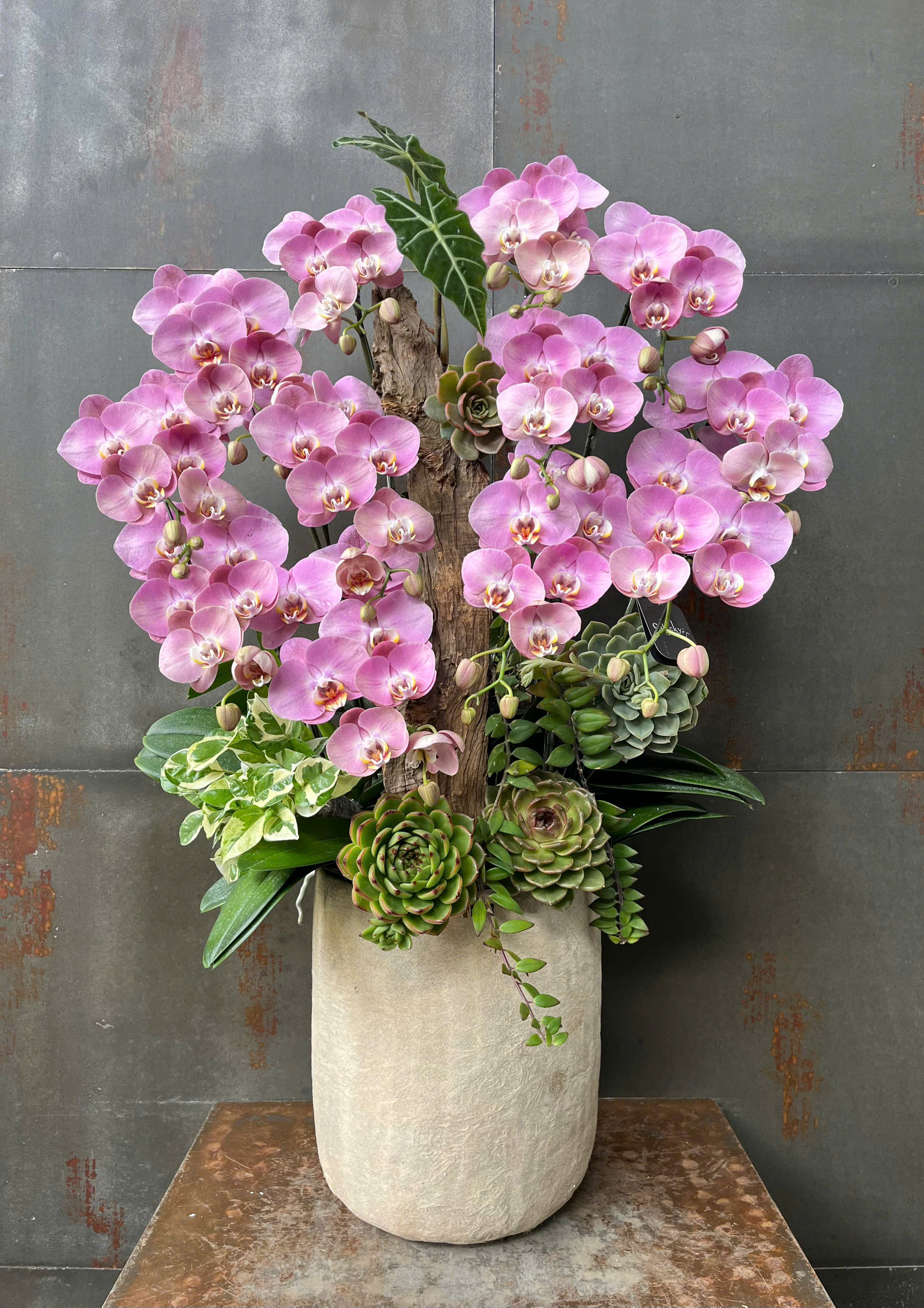 CHẬU LAN HỒ ĐIỆP HỒNG